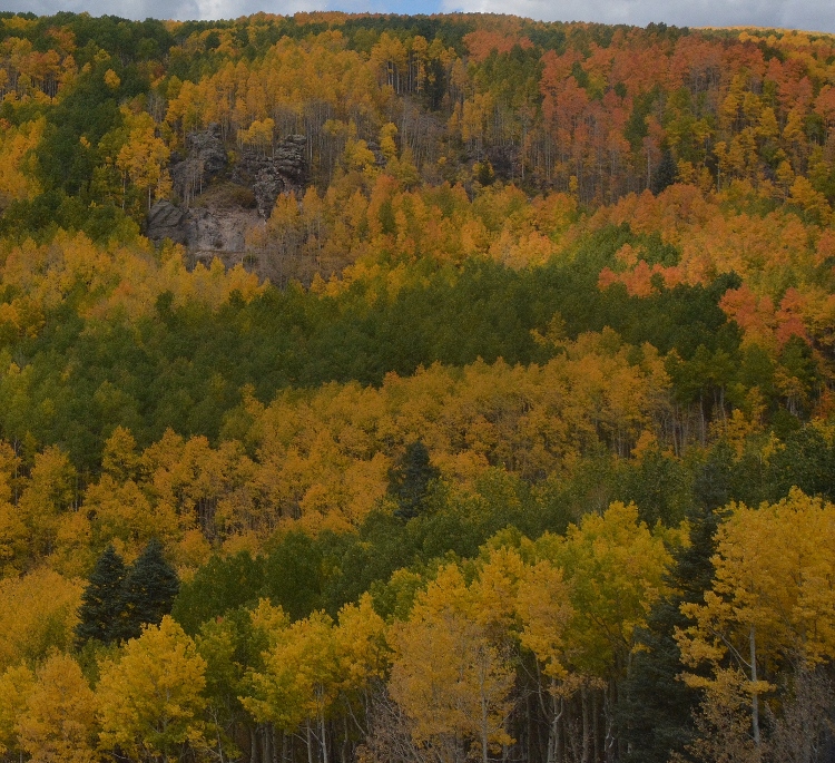 train through autumn colors
